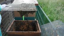 20.000 Bienen gerettet